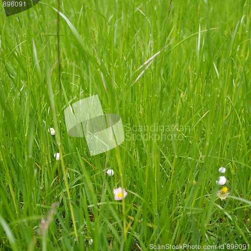 Image of Grass meadow