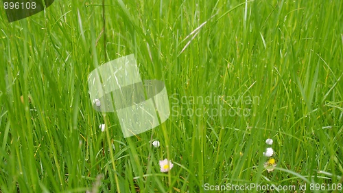 Image of Grass meadow