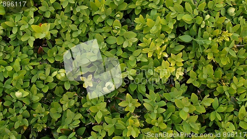 Image of Leaves background
