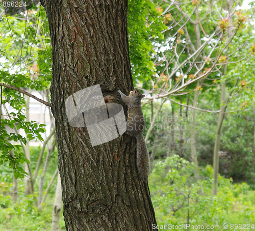 Image of Squirrel