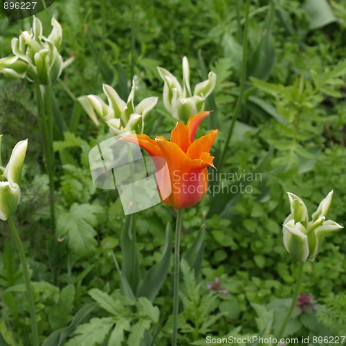 Image of Tulips