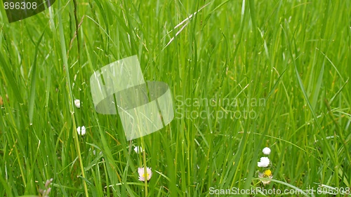 Image of Grass meadow