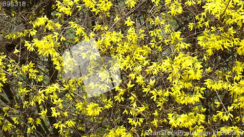 Image of Forsythia flowers