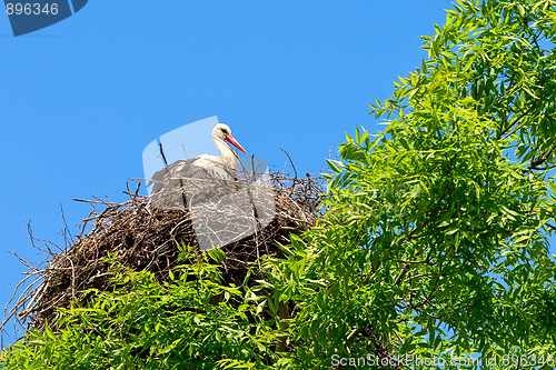 Image of Stork