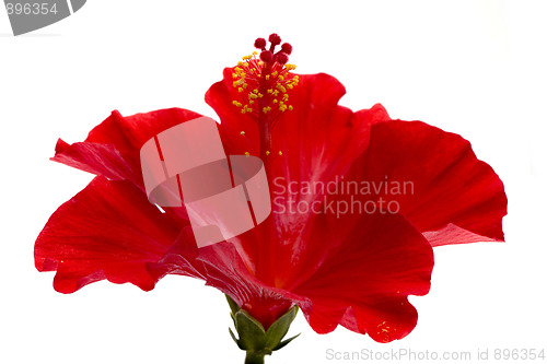 Image of red hibiscus isolated on the white background 