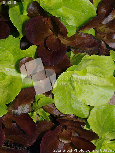 Image of Red and Green Babyleaf