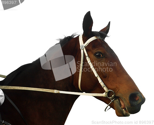 Image of Bay Racehorse