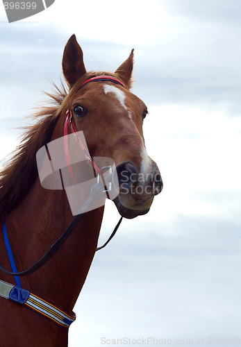 Image of Chestnut racehorse