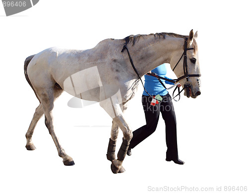 Image of Dappled Racehorse and Handler