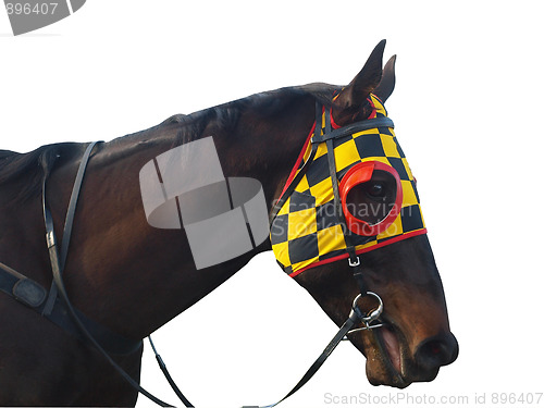 Image of Racehorse with checkered blinkers