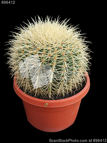 Image of Cactus in Pot 