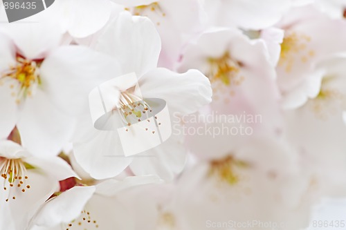 Image of Apple blossoms