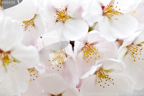 Image of Apple blossoms