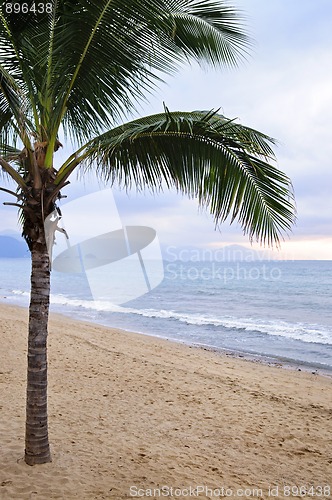 Image of Palm tree on beach in Puerto Vallarta Mexico