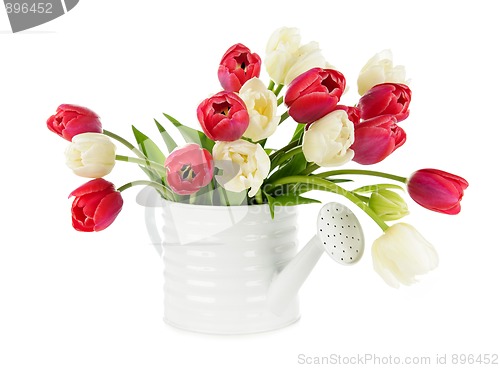 Image of Red and white tulips