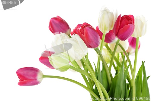 Image of Red and white tulips