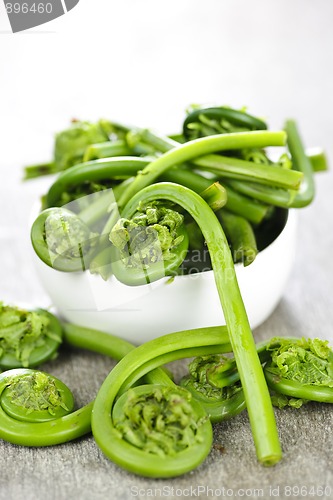Image of Fiddleheads