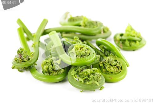 Image of Fiddleheads