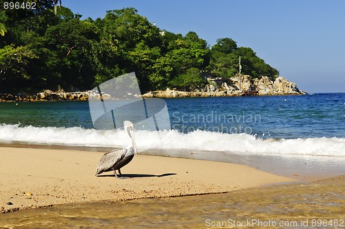 Image of Pelican on beach in Mexico