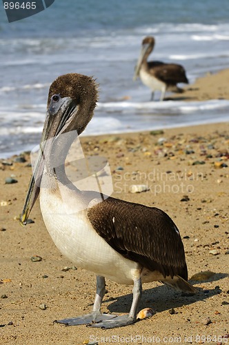 Image of Pelicans on beach in Mexico