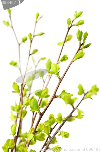 Image of Branches with green spring leaves