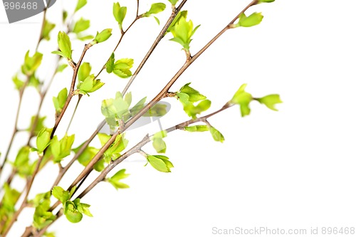 Image of Branches with green spring leaves