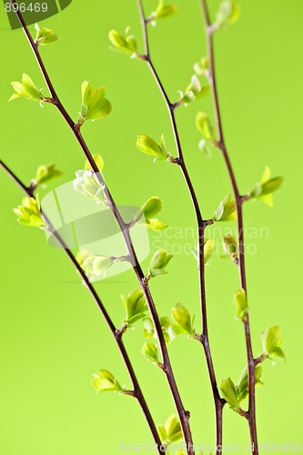 Image of Branches with green spring leaves