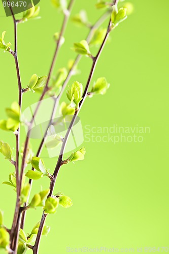 Image of Branches with green spring leaves