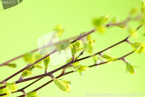 Image of Branches with green spring leaves