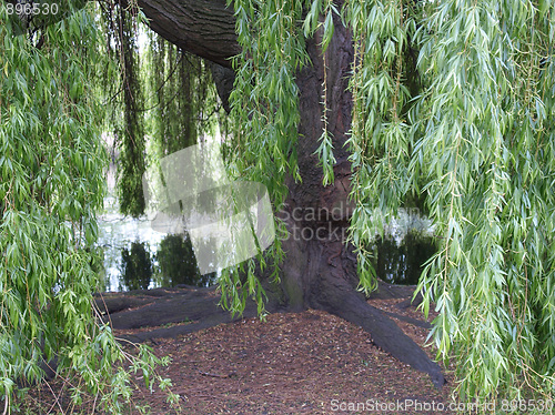 Image of Weeping Willow