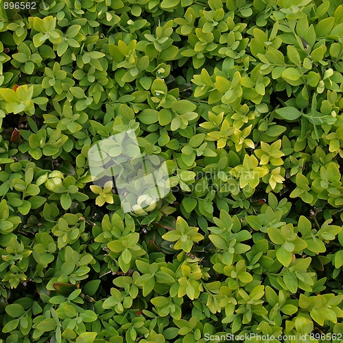 Image of Leaves background
