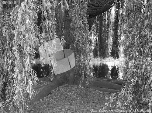 Image of Weeping Willow