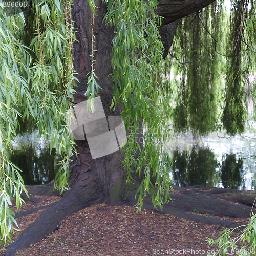 Image of Weeping Willow