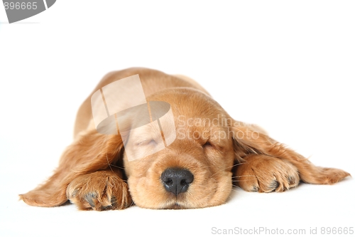 Image of English Cocker Spaniel puppy sleeping