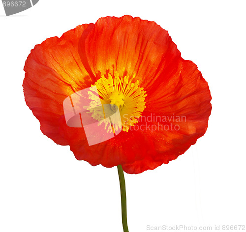 Image of Large Orange Poppy