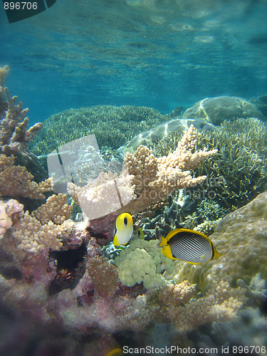 Image of Underwater Scene of Great Barrier Reef