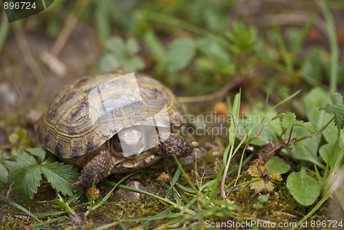 Image of Tortoise in the Garden, Italy