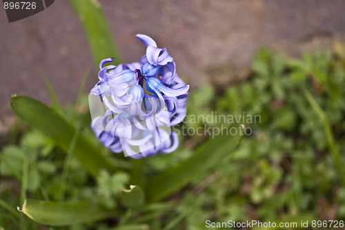 Image of Flowers in the Garden, Italy