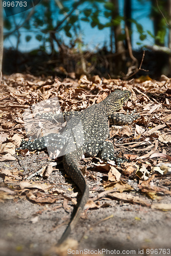 Image of Monitor Lizard in the Whitsundays