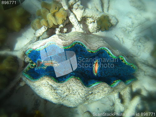 Image of Underwater Scene of Great Barrier Reef