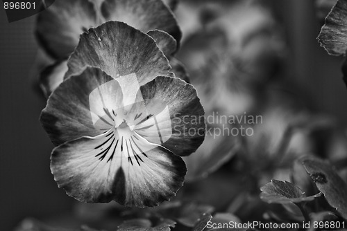 Image of Daisy Flowers in a Garden