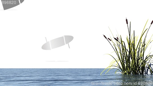 Image of reed