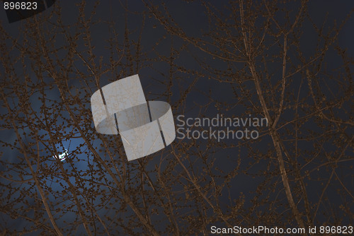 Image of Magnolia Tree in the Night