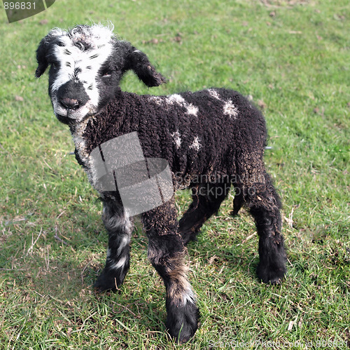 Image of Day Old Black Lamb