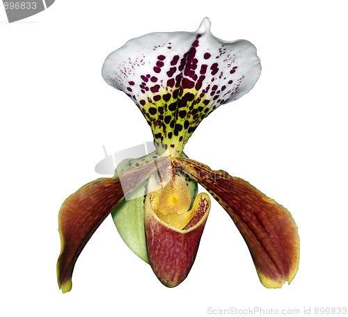 Image of Large Orchid 