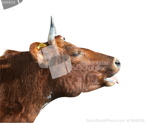 Image of Ayrshire Cow with Swollen Jaw