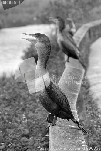 Image of Birds asking for food, Everglades, Florida, January 2007