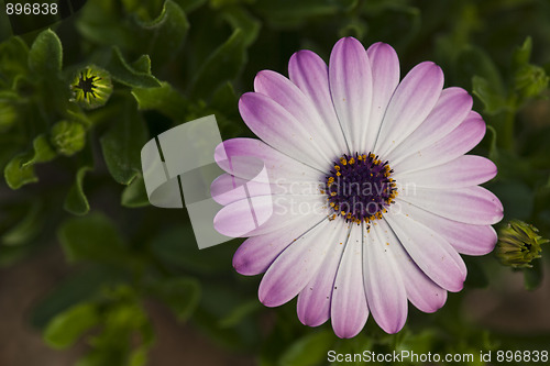 Image of Purple Flowers in Tuscany