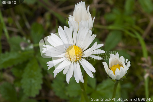 Image of Daisy Flowers in a Garden
