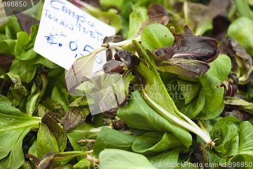 Image of Green Salad